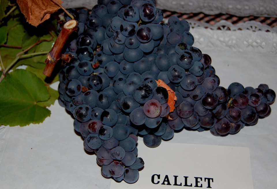One of Mallorca's native grape varieties: great for wine, but not for New Year's Eve tradition