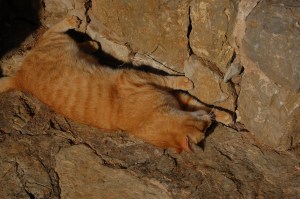 The one-eyed cat, rolling in the sunshine at the foot of a stone wall. Photo J Edwards