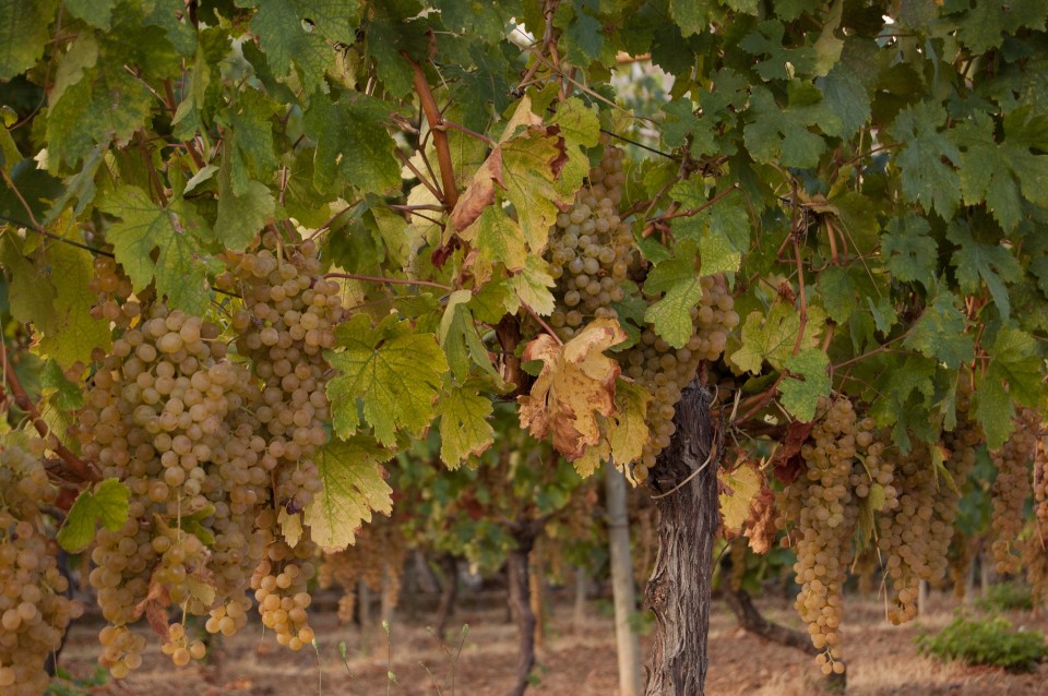Malvasia grapes in a Banyalbufar vineyeard