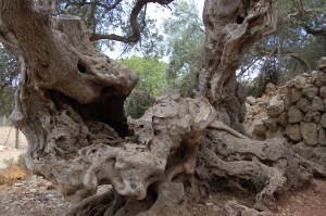 Passing ancient olive trees along the walk