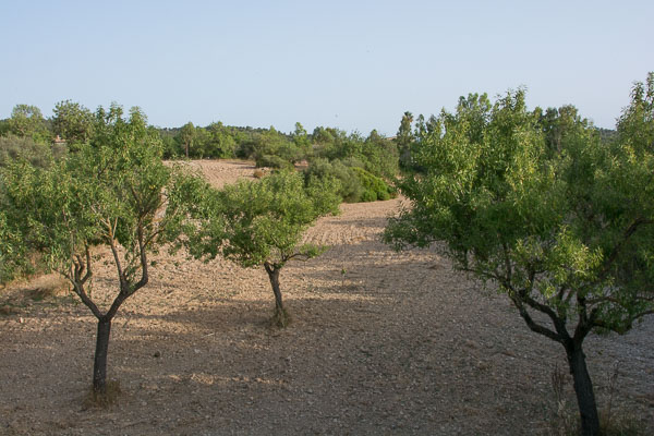 Orchards in Mallorca