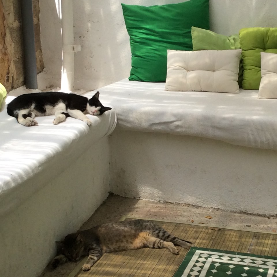 Chilled-out cats in one corner!
