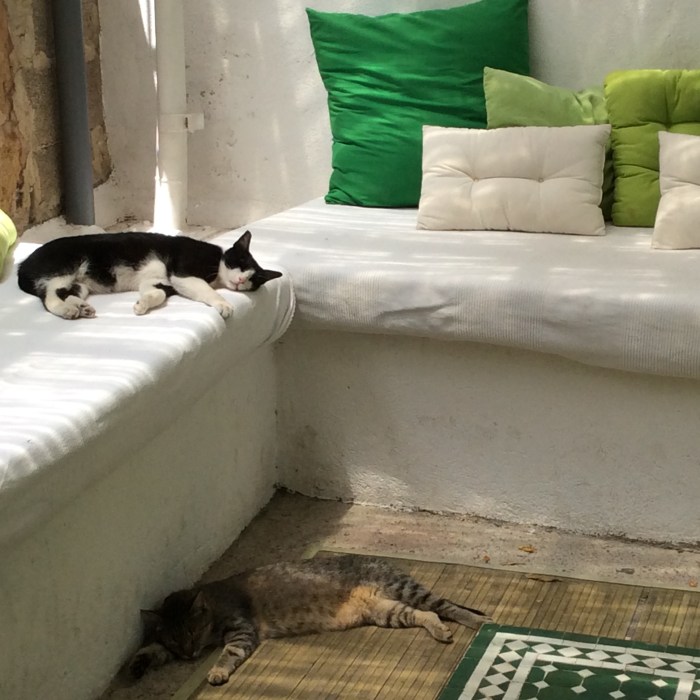 Chilled-out cats in one corner!