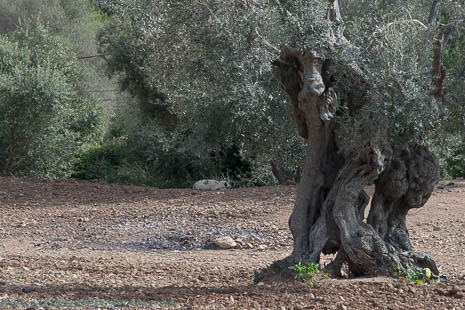 Mallorcan olive tree