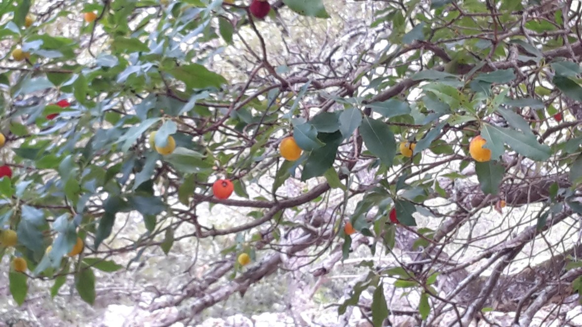 Strawberry tree fruits