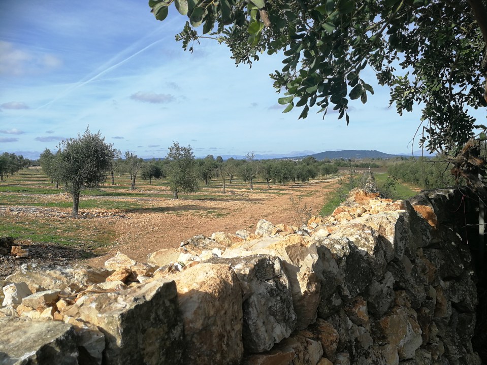 Countryside around Finca Aubocassa