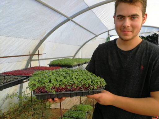 Microgreens from Els Ullastres Mallorca