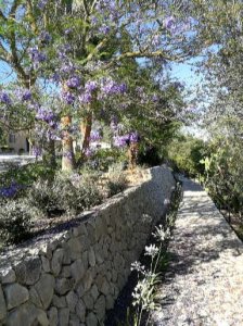 Jacaranda trees Finca Serena